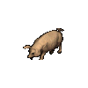 Ultima Online Boar