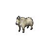 Goat