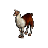 Llama