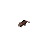 Sewer Rat